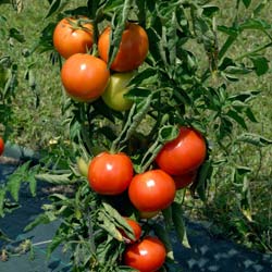 Tomato, 'Rose de Berne'